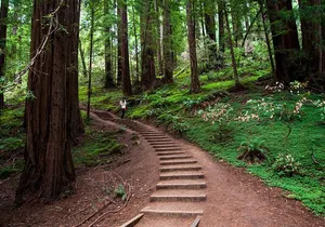 Half-Day Muir Woods & Sausalito Tour with Entry Ticket Included