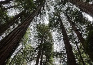 From San Francisco: Guided Tour to Muir Woods and Sausalito