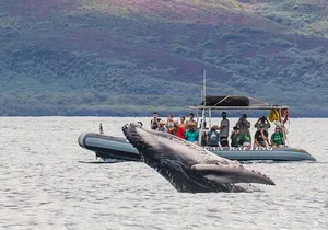 Maui Eco-Raft Tour: Eye-Level Whale or Dolphin Watching - Lahaina