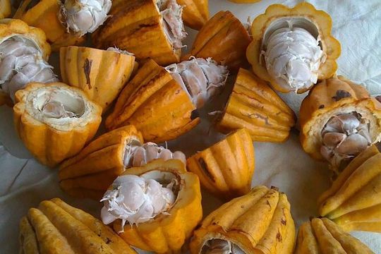 Princeville Botanical Gardens Tour and Chocolate Tasting Ticket