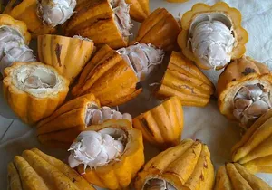 Princeville Botanical Gardens Tour and Chocolate Tasting Ticket