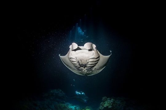Manta Ray Night Snorkel Tour from Kona