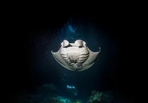 Manta Ray Night Snorkel Tour from Kona
