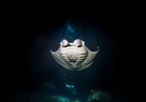 Manta Ray Night Snorkel Tour from Kona