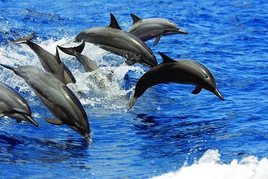 Luxury Catamaran Yacht Snorkel & Sail