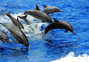 Luxury Catamaran Yacht Snorkel & Sail