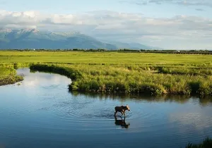 Private Tour: Anchorage 3-Hour Tour