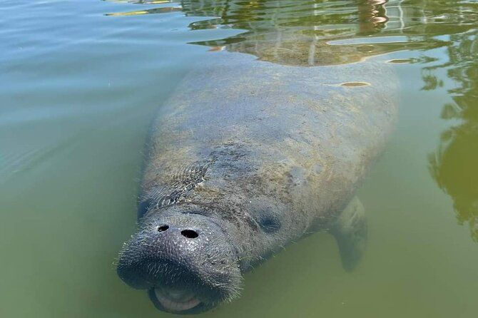 Self-Guided Kayaking Manatee and Dolphin Tour