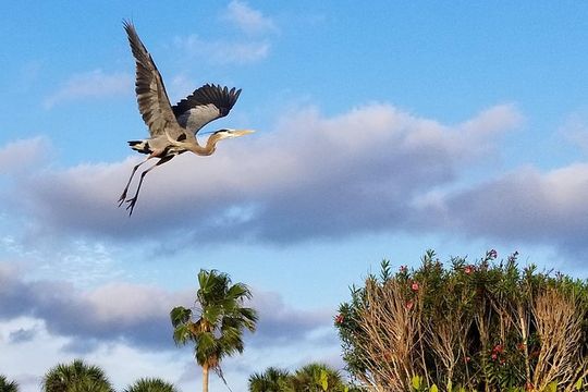Thousand Island Mangrove Tunnel, Manatee & Dolphin Kayak Tour w/Cocoa Kayaking
