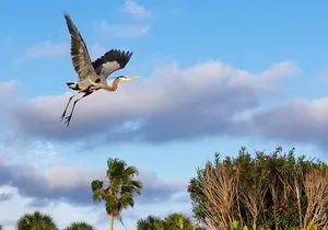 Thousand Island Mangrove Tunnel, Manatee & Dolphin Kayak Tour w/Cocoa Kayaking
