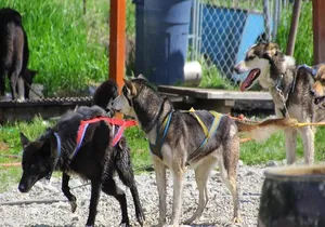 Skagway Shore Excursion: Yukon Dog Sledding and Sightseeing Tour