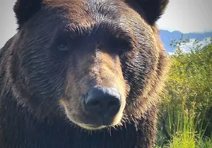 Wilderness, Wildlife, Glacier Experience from Anchorage