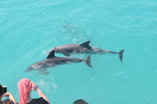 Key West Dolphin Watch Sunset Snorkel Cruise