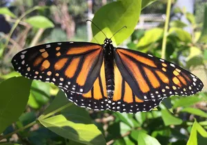The Maui Butterfly Farm Tour