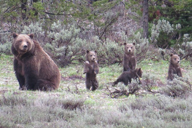 Yellowstone National Park - Full-Day Lower Loop Tour from Jackson
