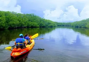 Mangroves and Manatees - Guided Kayak Eco Tour