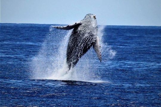 Whale Watch Excursion from the Big Island