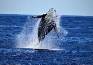 Whale Watch Excursion from the Big Island