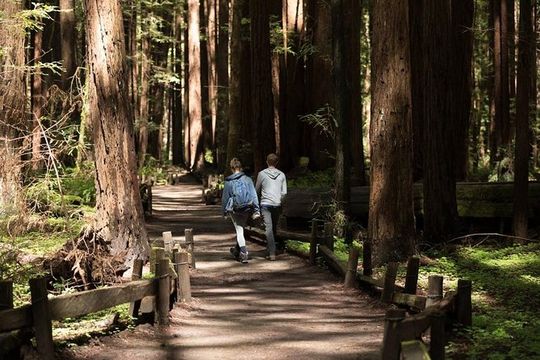 Small Group Redwoods, California Coast & Sausalito Day Trip from San Francisco