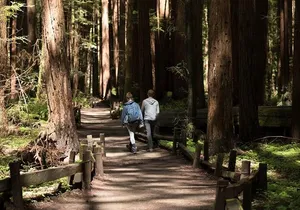 Small Group Redwoods, California Coast & Sausalito Day Trip from San Francisco