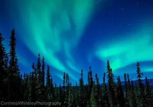 Northern Lights Experience and Cabin Dinner