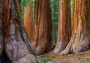 Small-Group Giant Redwoods and Russian River Wine Country Trip