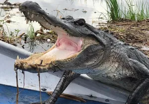 New Orleans Small-Group Airboat Swamp Tour
