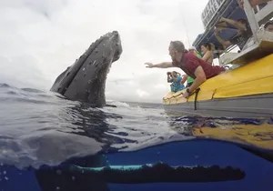 Ultimate Whale Watch from Lahaina