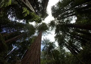 Combo Tour: Muir Woods, Sausalito and Sonoma Wine Country Tour