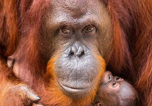 ZooTampa at Lowry Park Admission Ticket