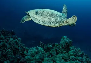 Certified Diver: 2-Tank Night Dive