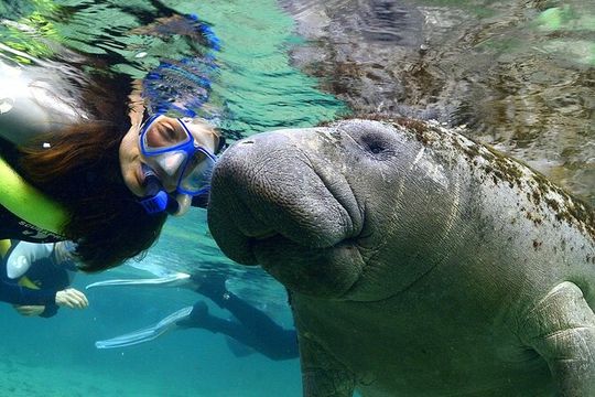 Manatee Snorkeling Adventure Tour with Lunch & Hotel Pickup