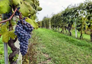 Sonoma Wine Tour with 2 Tastings Included Small-Group Half Day