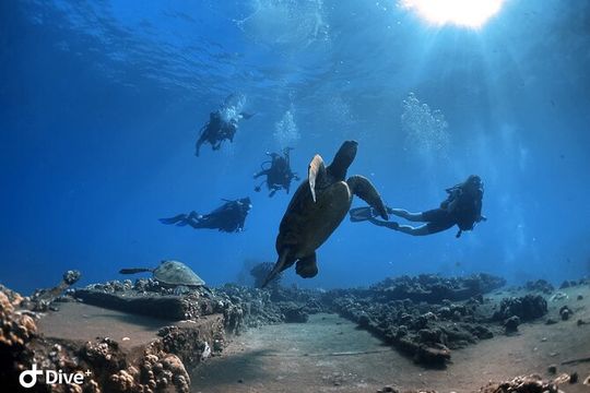 Beginner Scuba Dive in Lahaina: Swimming Required