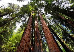 Muir Woods and Sausalito Morning Tour Small-Group Half Day