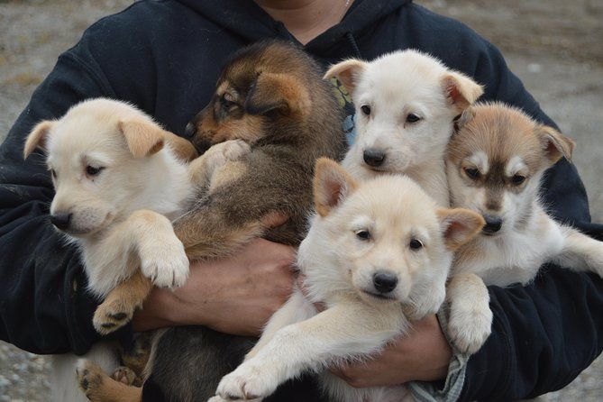 Mush Your Own Sled Dog Team (Summer/Fall Tour)