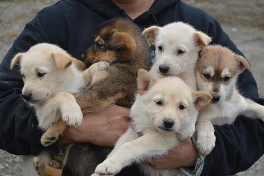 Mush Your Own Sled Dog Team (Summer/Fall Tour)