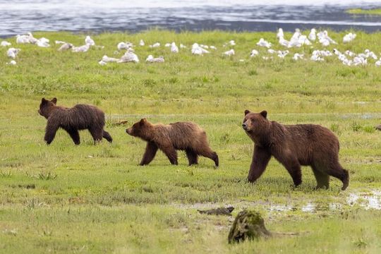 Pack Creek Brown Bear Viewing Juneau
