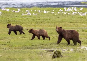 Pack Creek Brown Bear Viewing Juneau