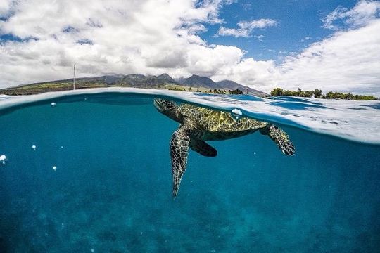 Lanai Deluxe Dolphin Adventure & 3 Snorkel Sites