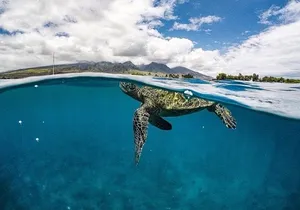 Lanai Deluxe Dolphin Adventure & 3 Snorkel Sites