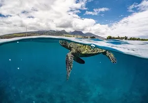 Lanai Deluxe Dolphin Adventure & 3 Snorkel Sites