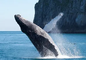 Kenai Fjords National Park Glacier & Wildlife Cruise