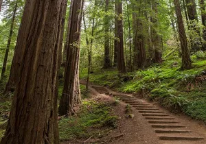 Muir Woods and Sausalito (Return by Bus or Ferry)