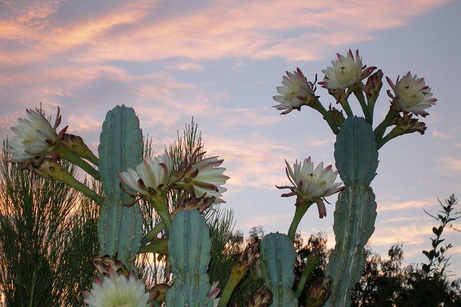 Apache Trail and Dolly Steamboat Van Tour
