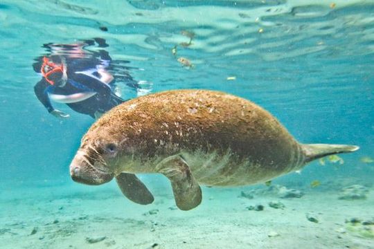 Manatee Swim and Wildlife Park with Upgrade Options from Orlando