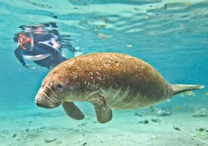 Manatee Swim and Wildlife Park with Upgrade Options from Orlando