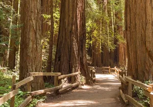 Alcatraz with Muir Woods and Sausalito Tour