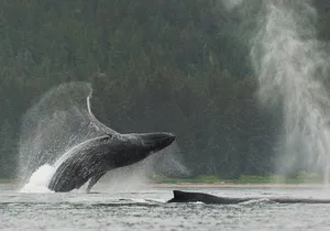 Paddle with Whales Kayak Adventure Juneau