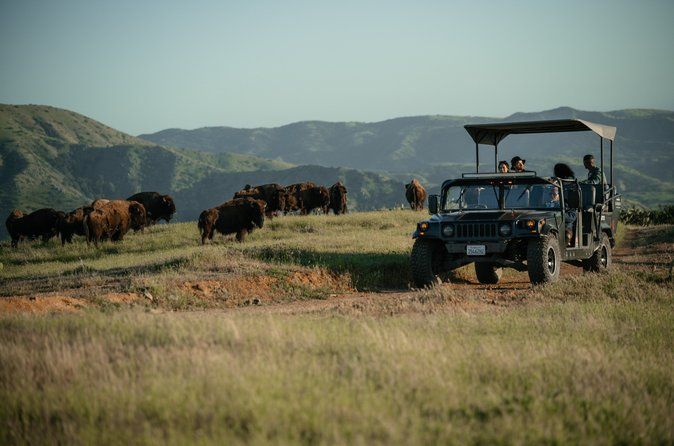 Catalina Island Bison Expedition